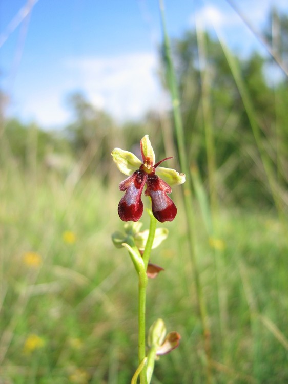 Ophrys insectifera